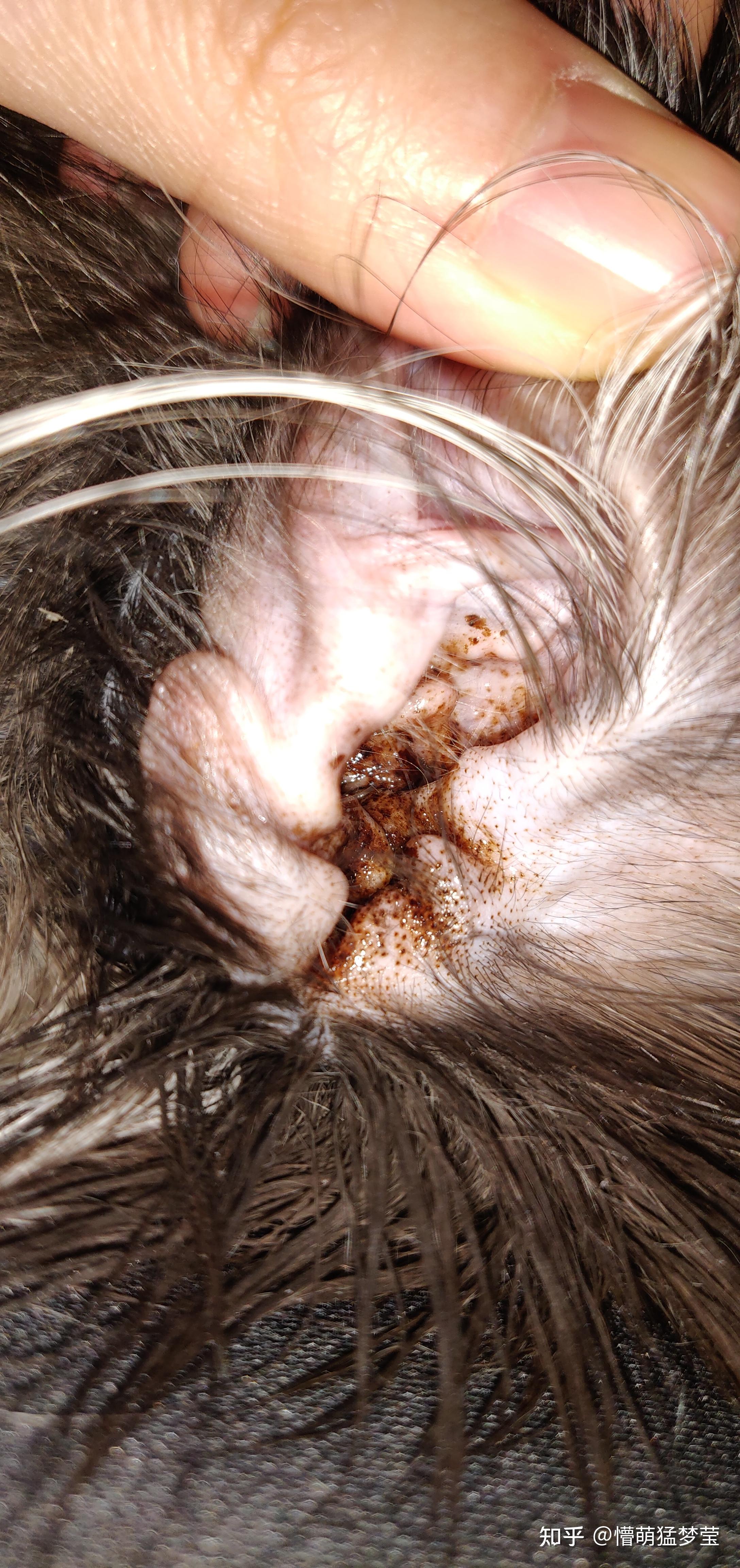 猫咪有耳螨的症状图片