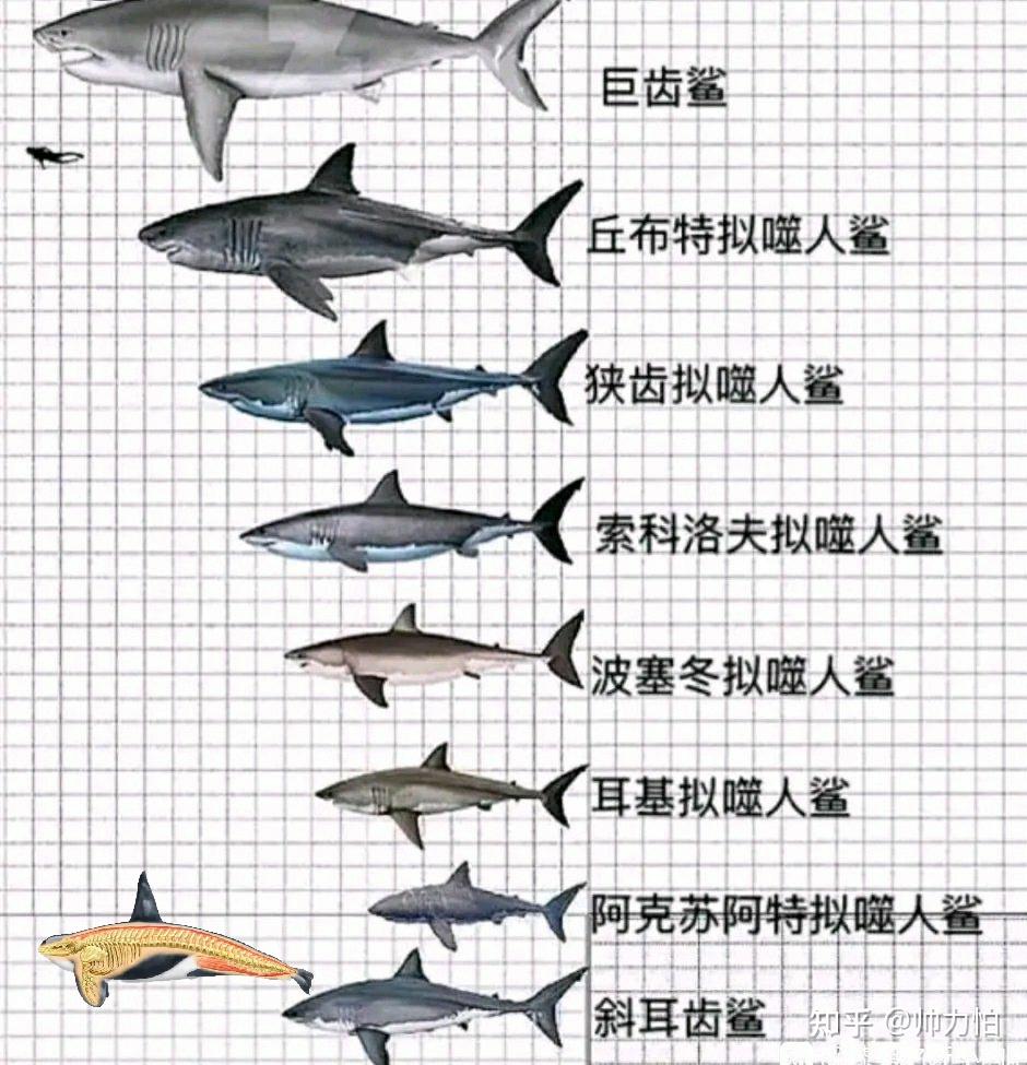 原始时代海洋里那么多看起来很凶的生物到今天的海洋里能胜过今天的