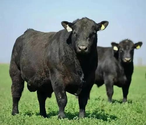 安格斯牛为什么牛?