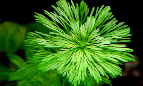 常见水草科普一 唇形水草 水草的选择其实很多 知乎 常见水草科普一 唇形水草 水草的选择其实很多 知乎