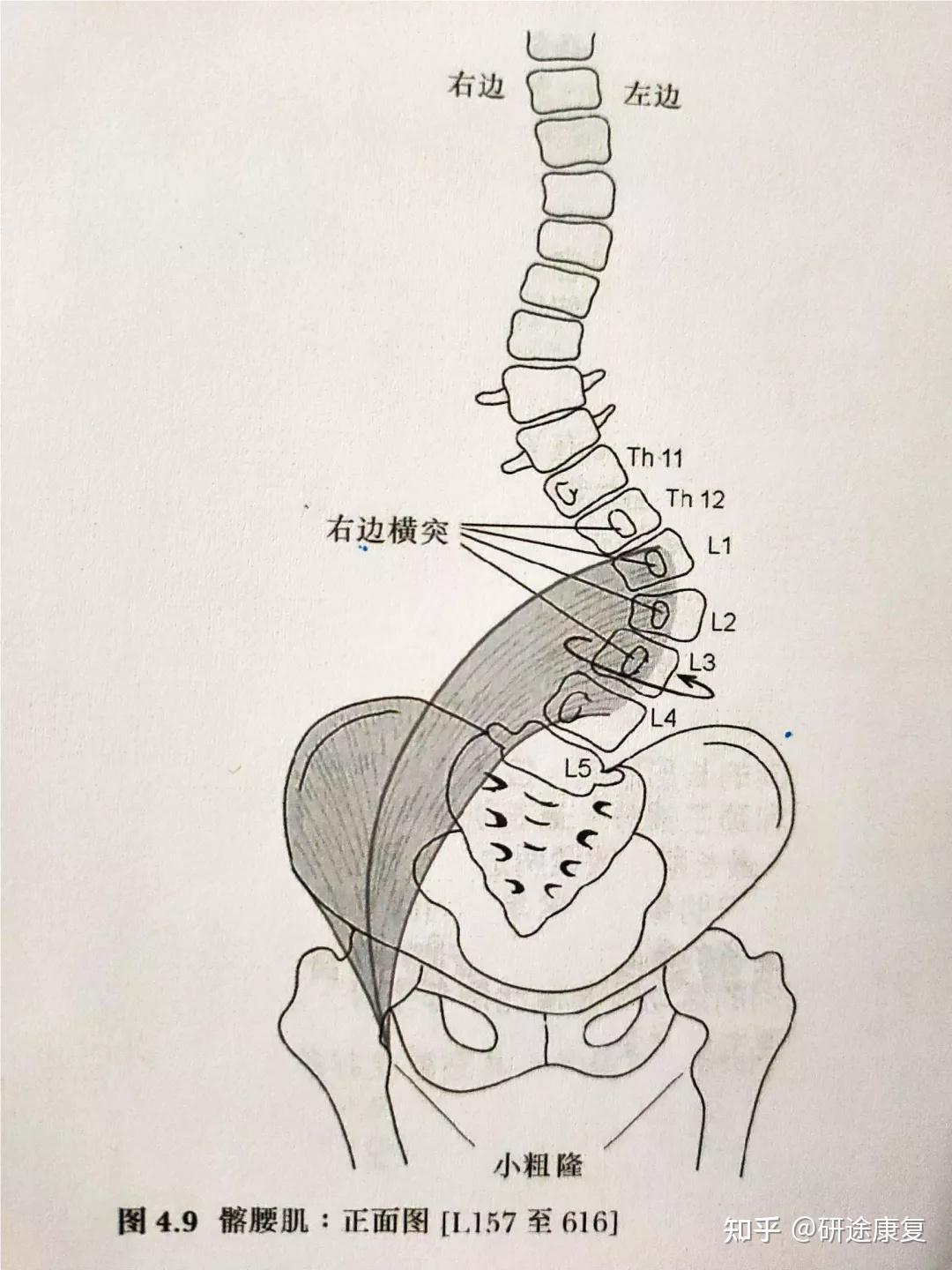 腰椎素描图图片