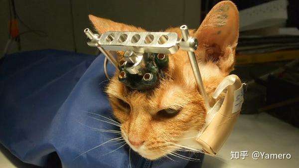 这只橘猫想得到的不是同情和怜悯 而是更多的尊重与理解 知乎