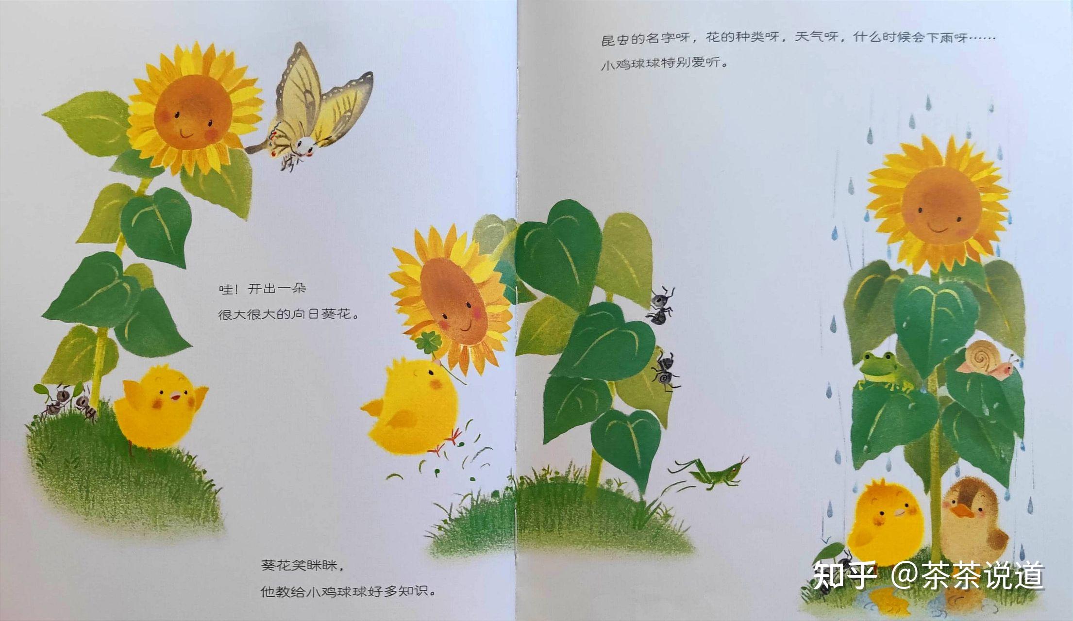 生命教育:《小鸡球球和向日葵》