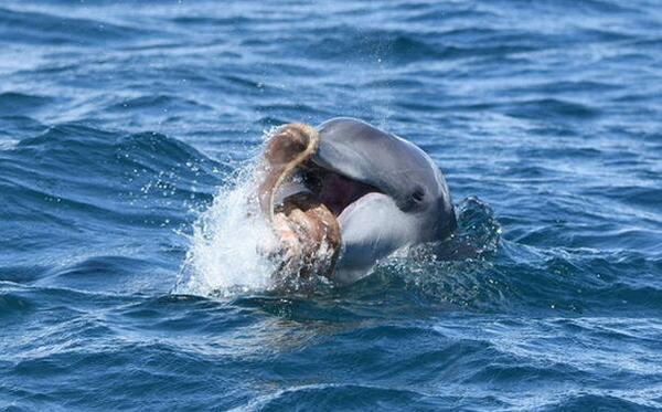 你知道海豚是咋吃章鱼的么?