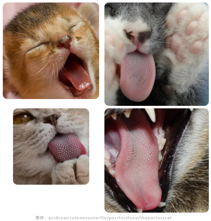 猫咪舌头上的倒刺有何作用? - 知乎