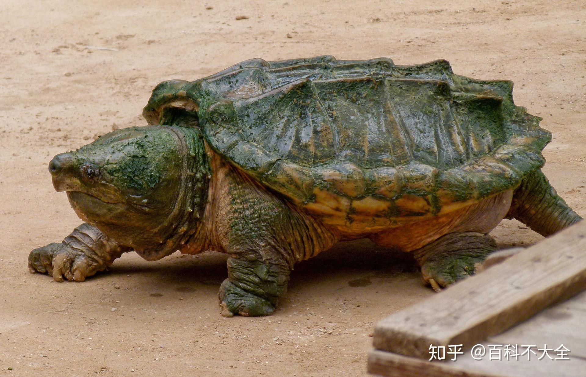 【原种真鳄龟】幼体捕食小鱼的幼体大鳄 -原版超清1080P_哔哩哔哩_bilibili