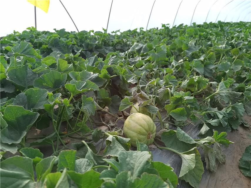 现在可以种玉米和香瓜吗 v2-9e3948d7607fe17a40114c1087ad5594_r.jpg