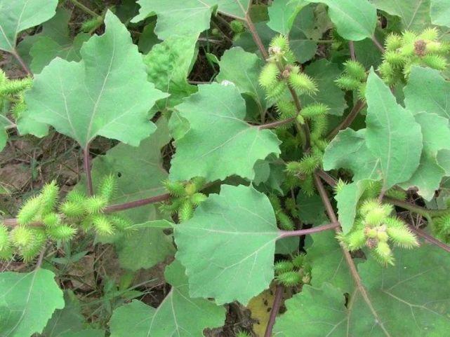 原料:苍耳子12克,白芷5 克,绿茶2 克.