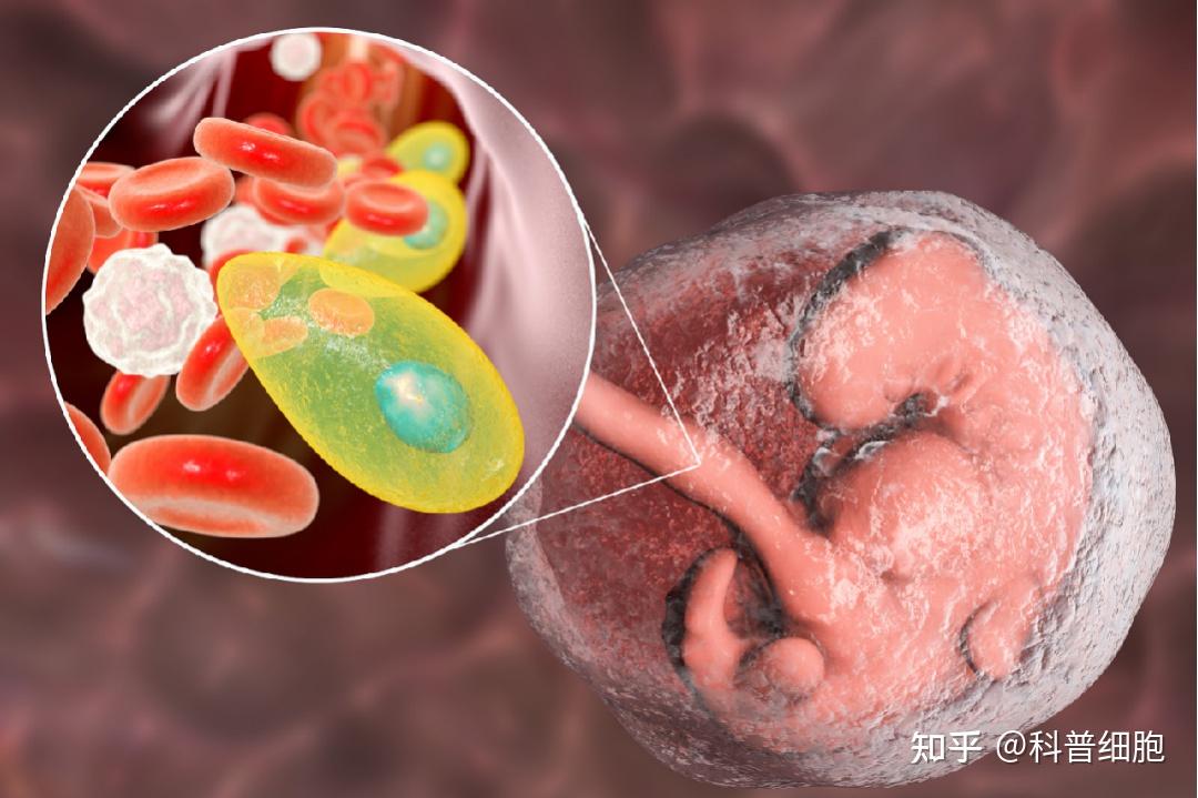 关于存储脐带胎盘干细胞的真实内幕你想知道的都在这里