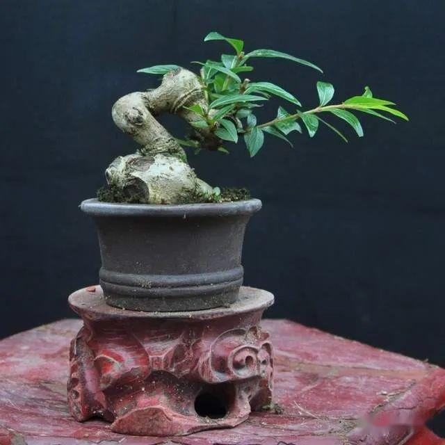 如何制作水杨梅盆景?制作简单,养护轻松 - 知乎