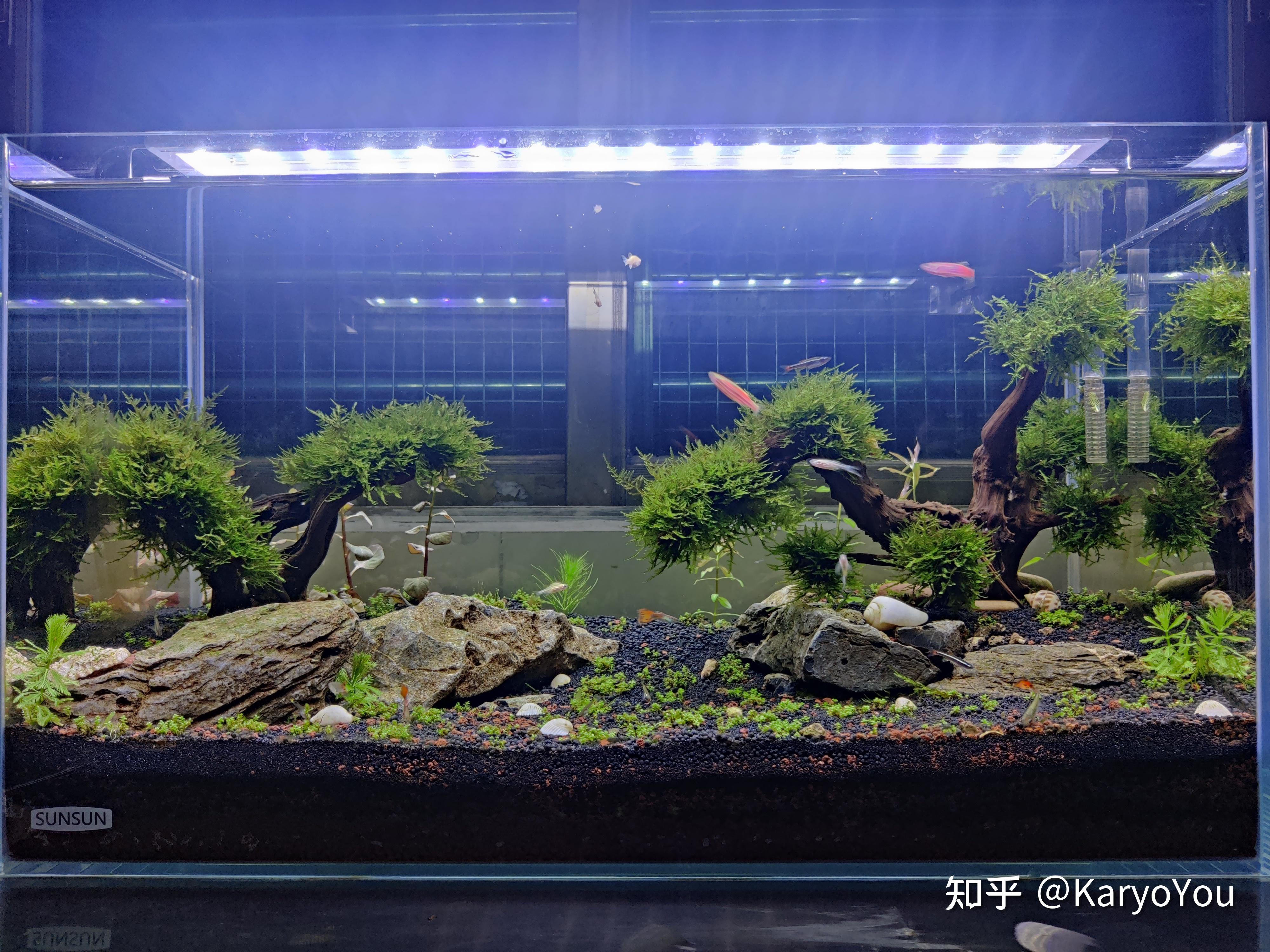 生态草缸 - 知乎
