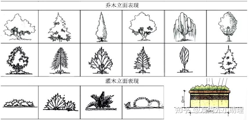 针叶树手绘立面图图片