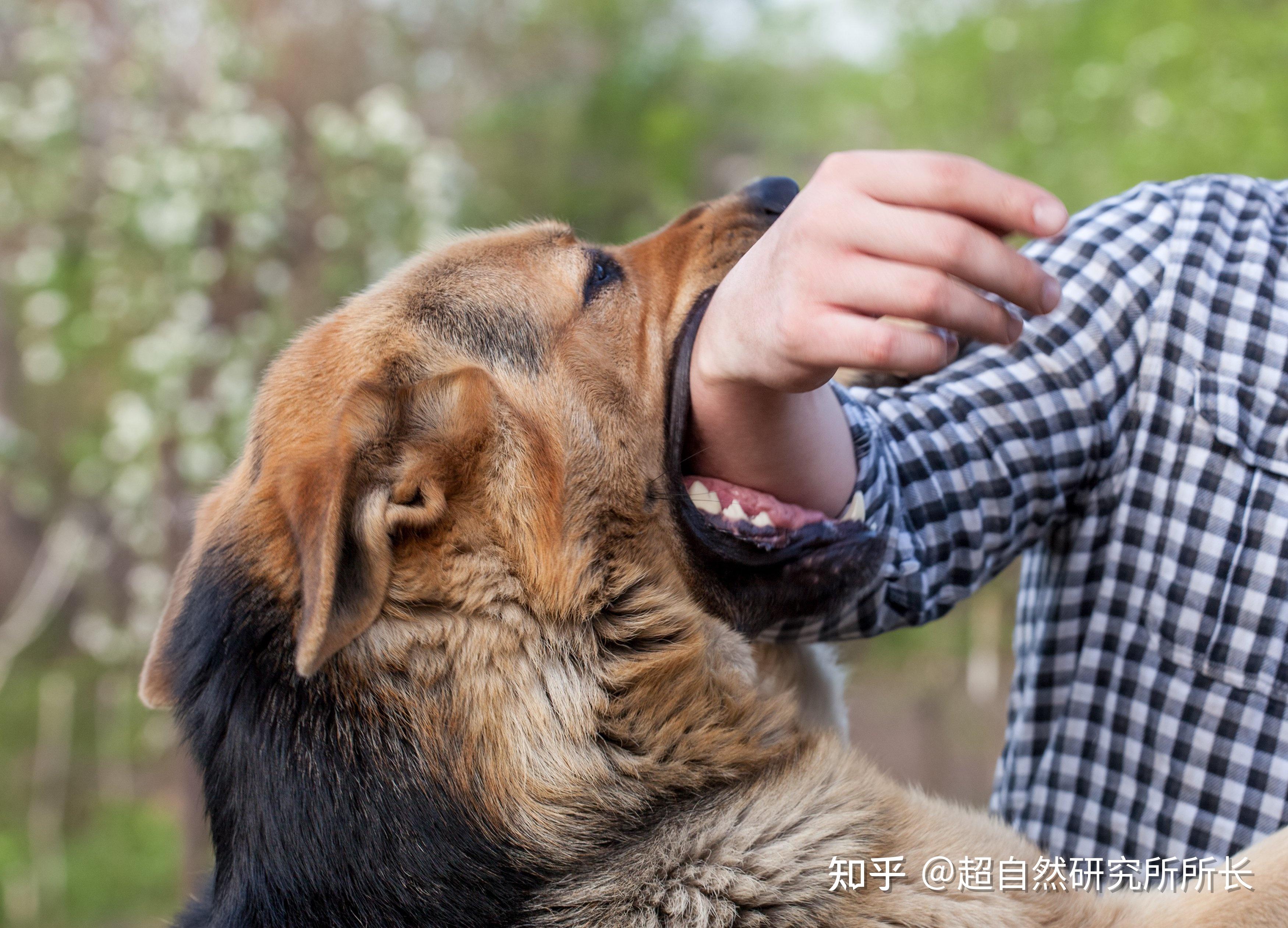 被狗咬過嚇過的集合關於狂犬病你想知道的一切都在這裡