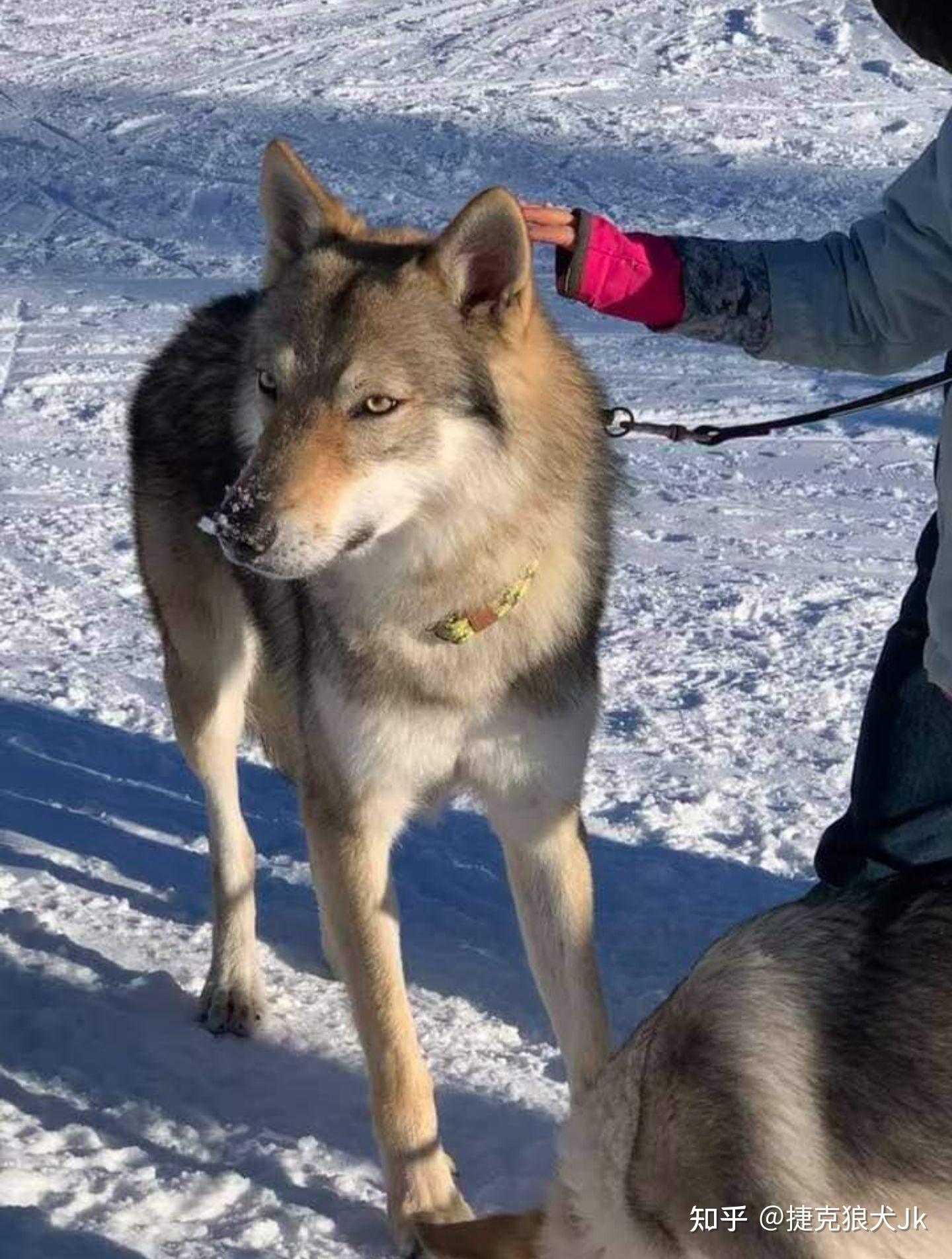 成都捷克狼犬图片