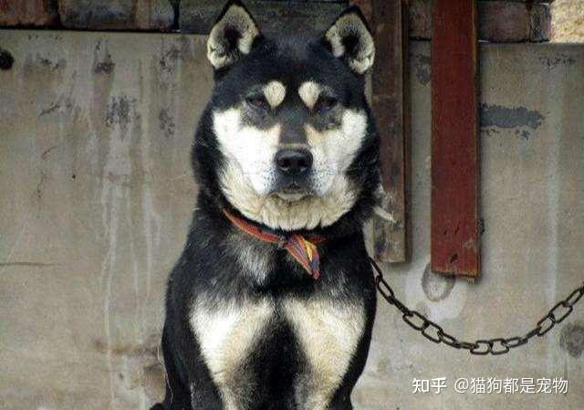 “四眼土狗”到底有什么魅力？能让每个人都对它着迷！ - 知乎