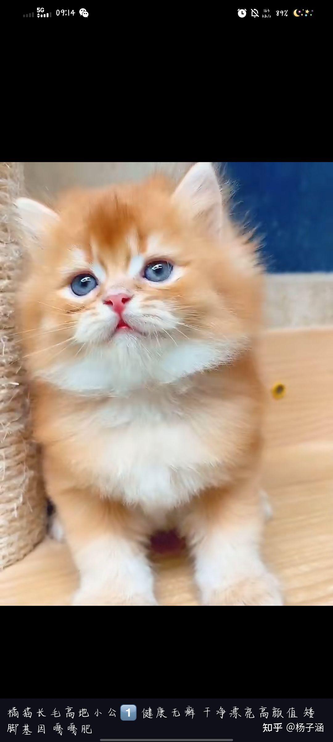 品相一半的英短金渐层会不会长的像姜黄色的中华田园猫一样橘猫