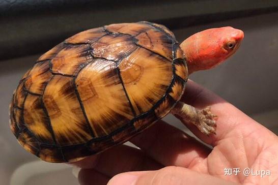 按价格排序常见观赏龟类推荐（水龟篇） - 知乎