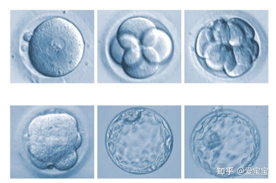 胚胎等级中的4AA、4BB都有什么区别 - 知乎