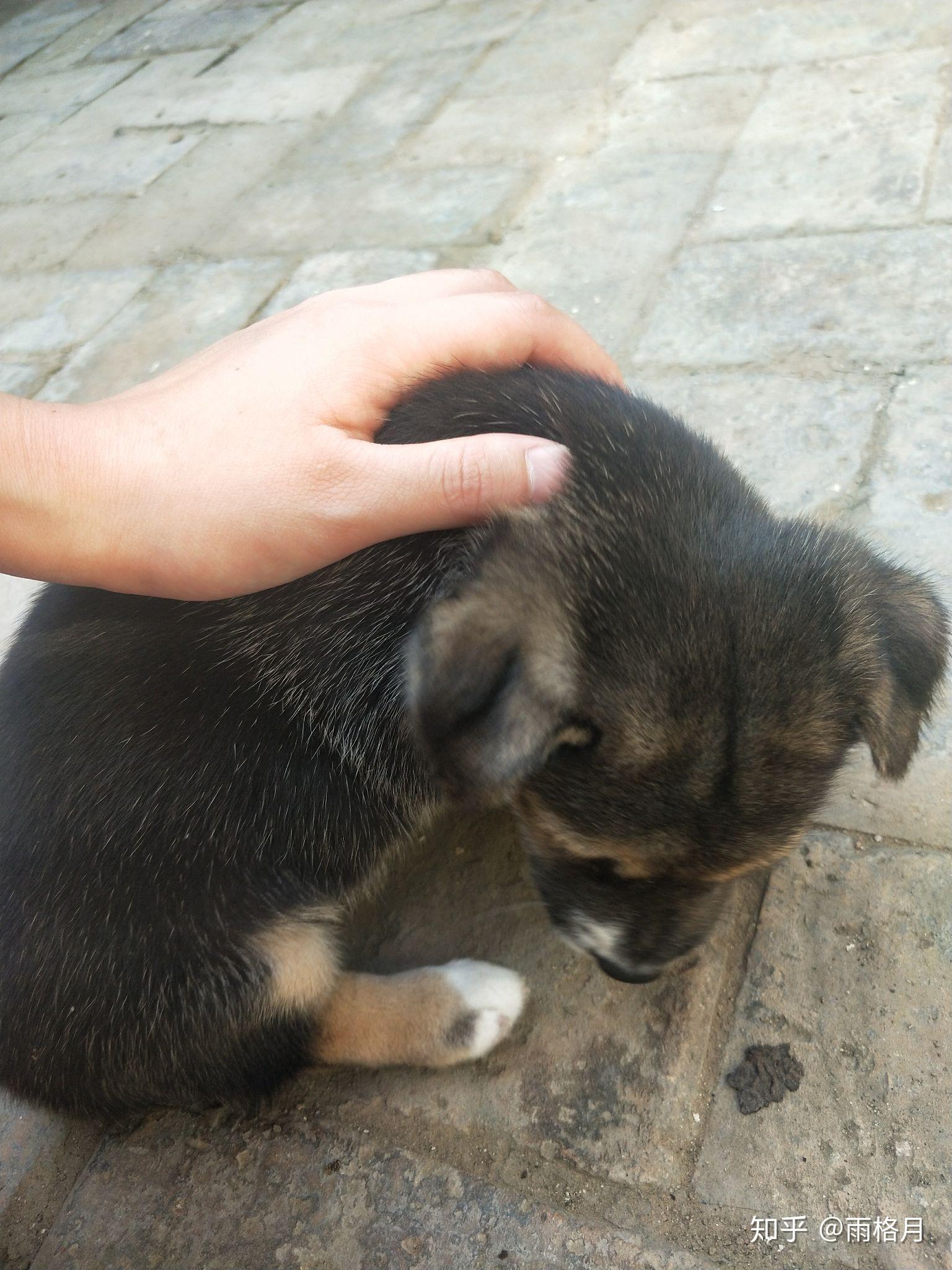 中國田園犬到底有多可愛