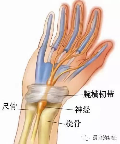 伸肌上支持带图片