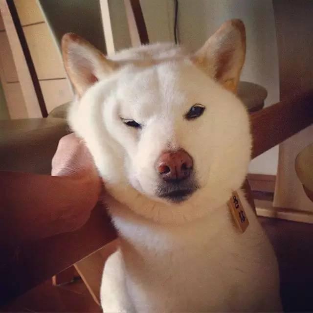 萌宠百科最容易被卡住的狗狗柴犬shibainu