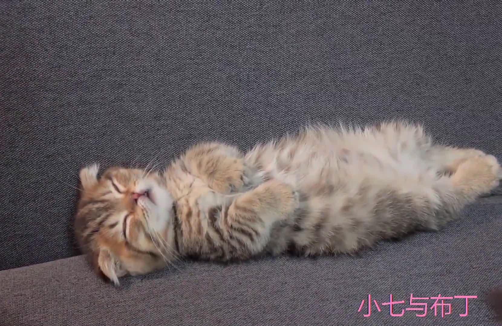 猫咪睡觉样子合集萌翻了