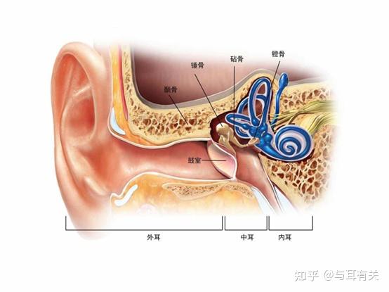 耳的解剖生理 (一) - 知乎