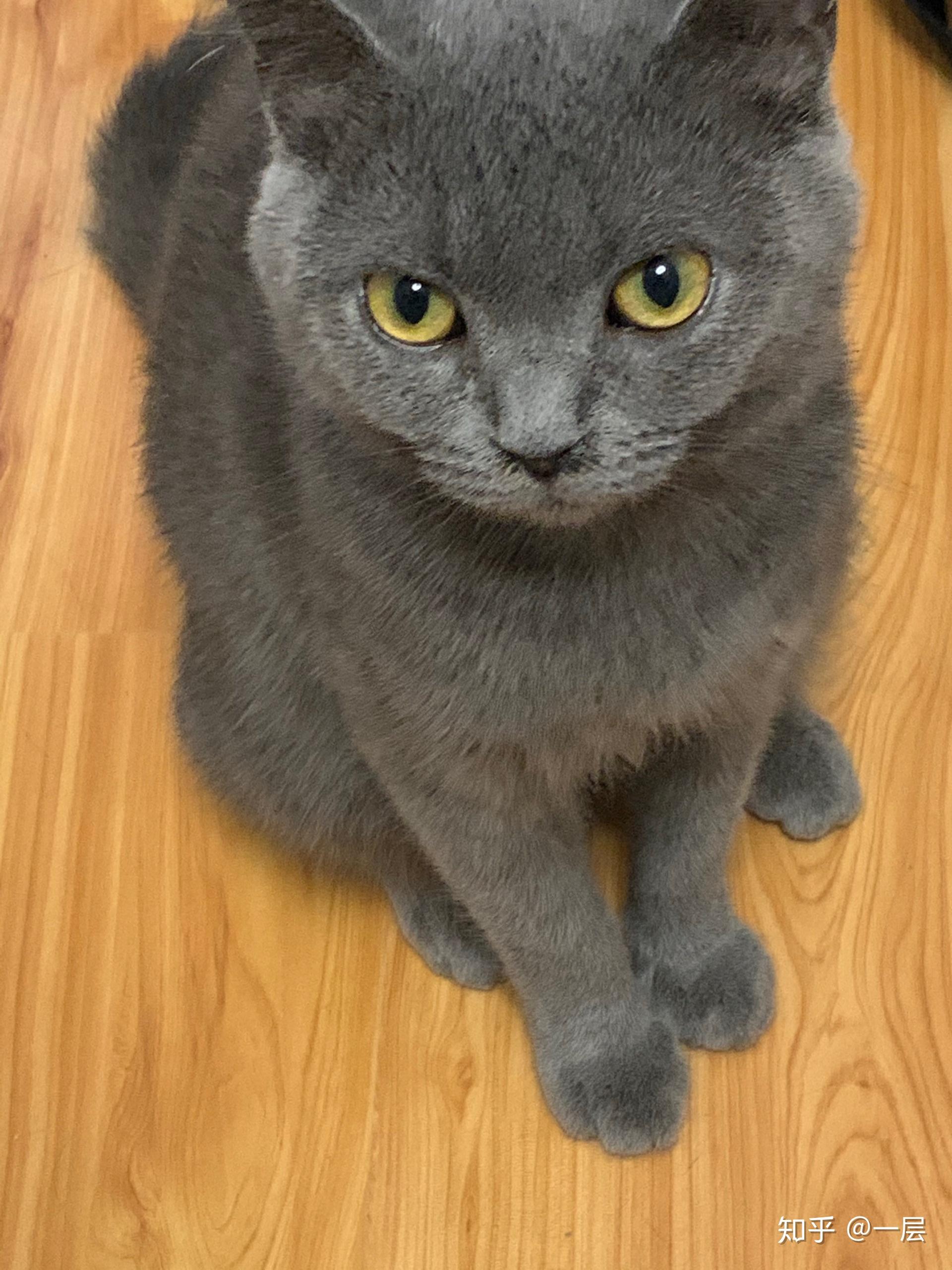 英短蓝猫脸超尖怎么破? - 知乎