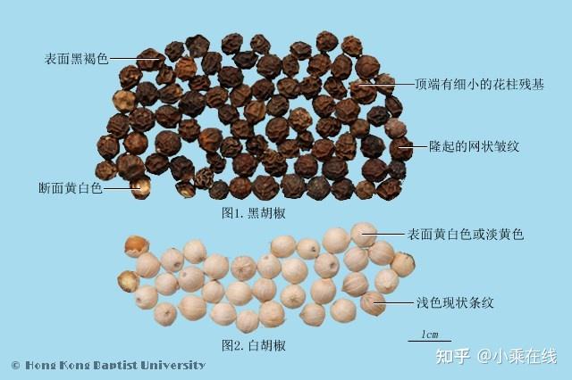 胡椒(中药材资料、植物图像) - 知乎