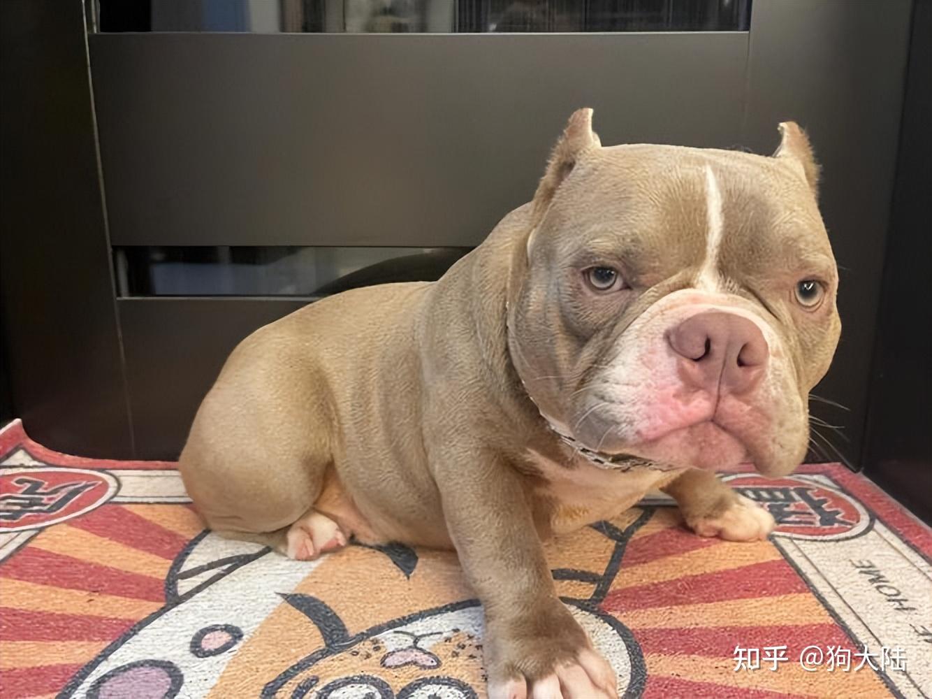 还挺适合有娃家庭饲养的.别看恶霸犬体型不算大,但是它们