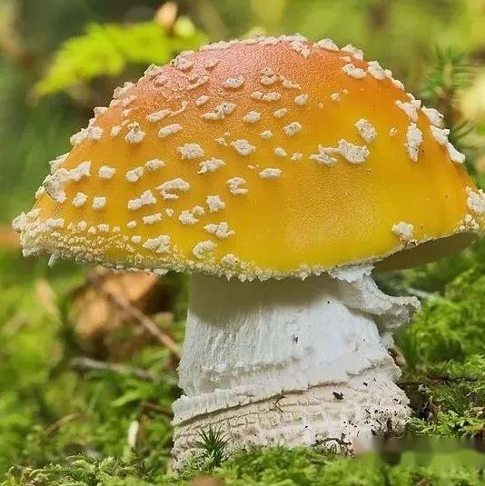 【真菌界全系列-19】伞菌亚门—伞菌纲 - 知乎