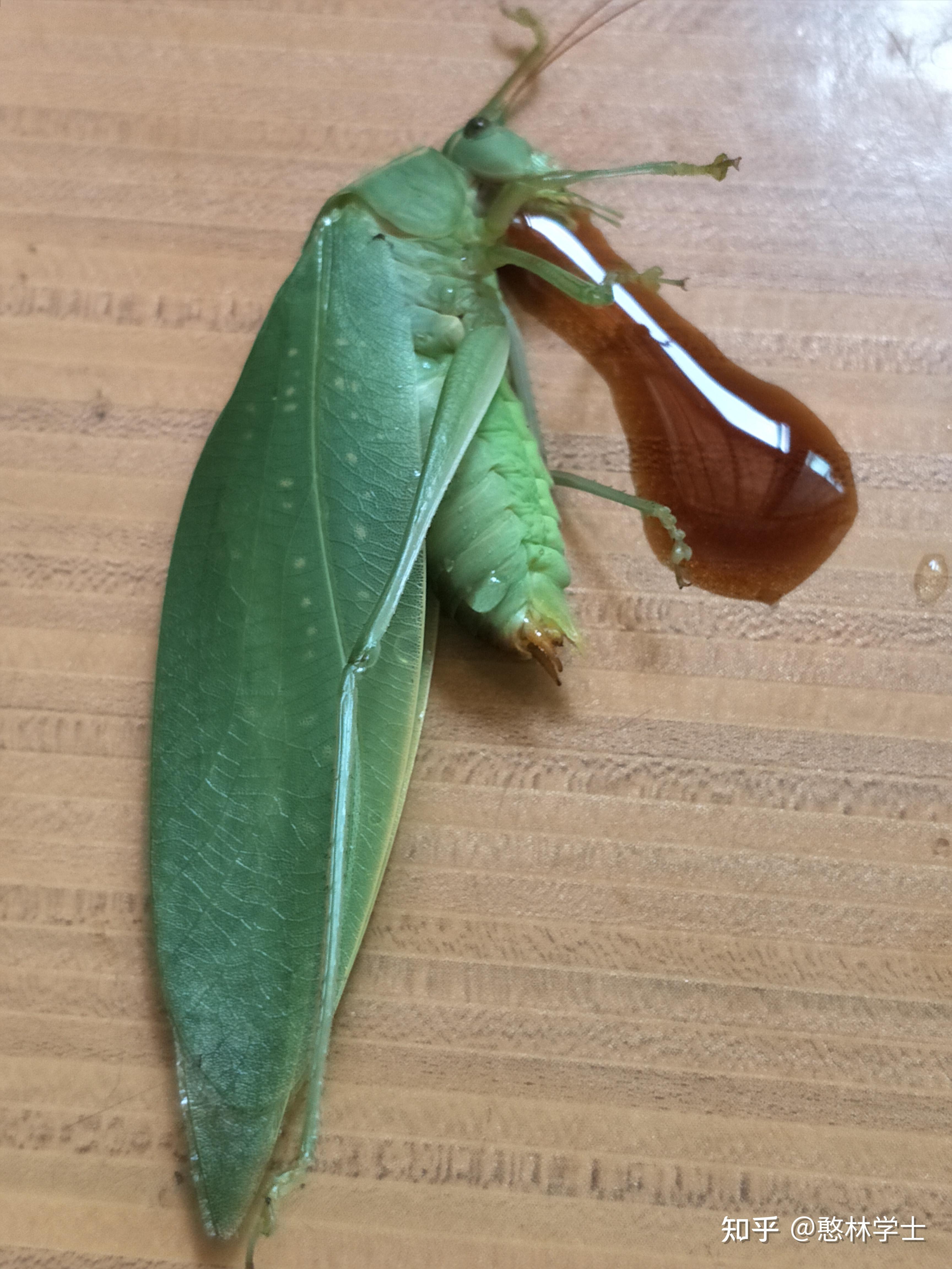 我淹死了一只蚂蚱,想用来做标本,死了之后突然腹部一动一动,头部流出