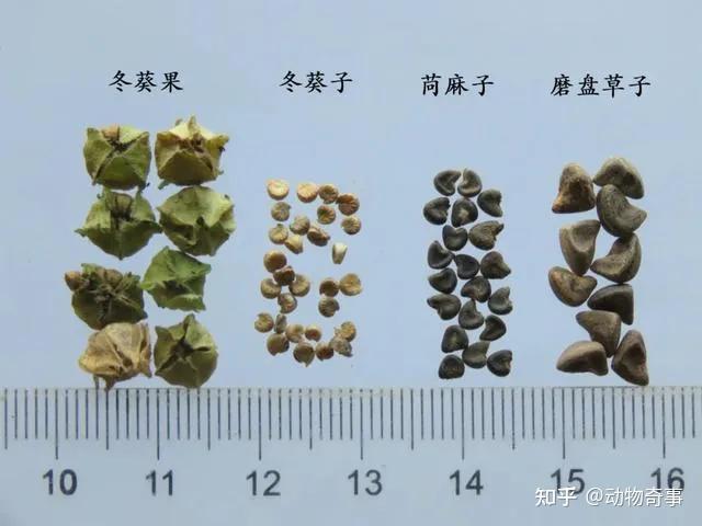 苘麻的种子很值钱农村俗称草中钻石它有何用途