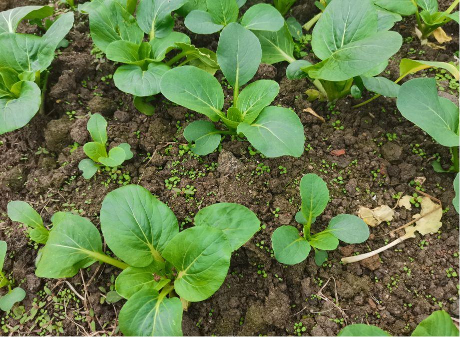 浇水一天两次菜苗死得快农技专家告诉你真相