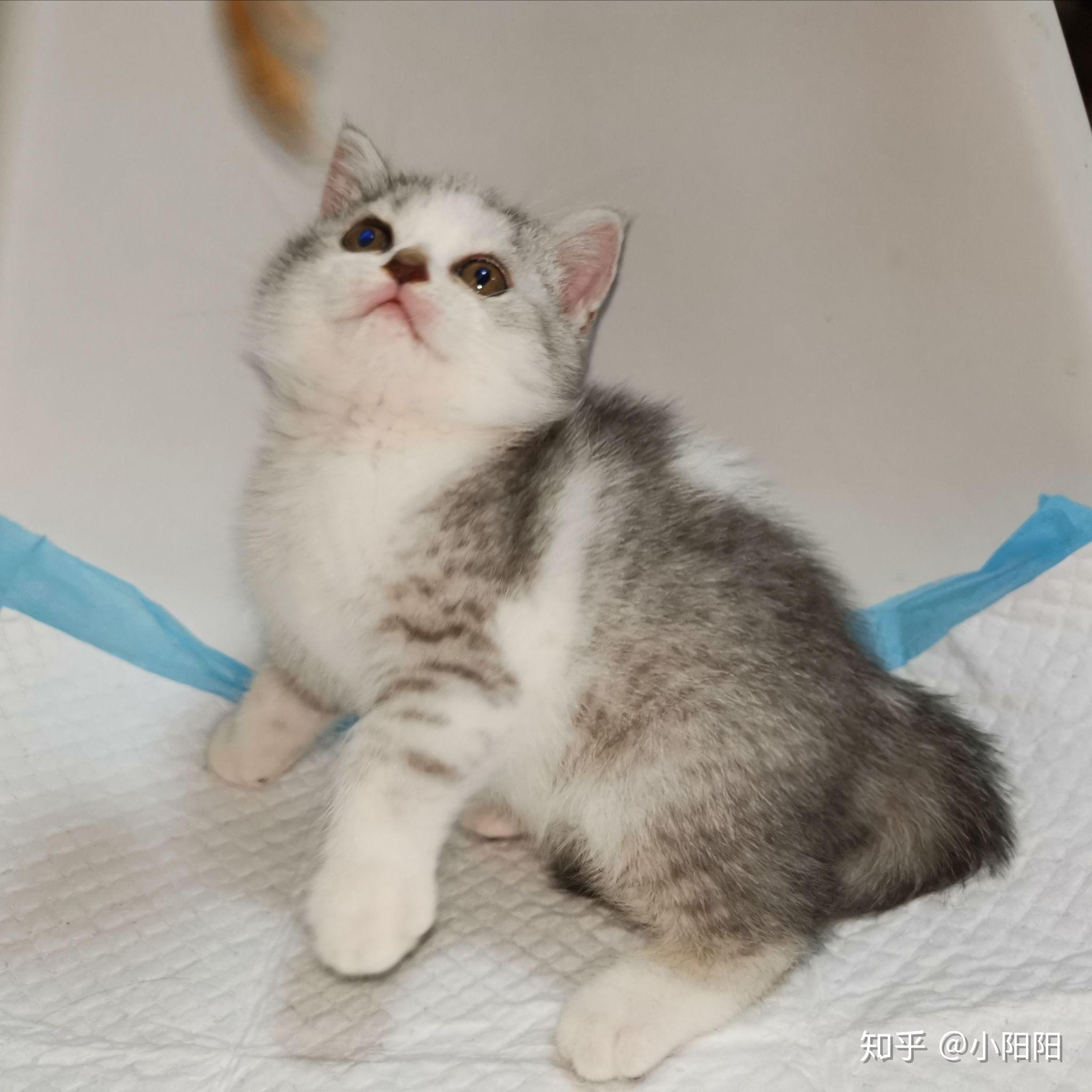 蓝白渐层串 - 知乎