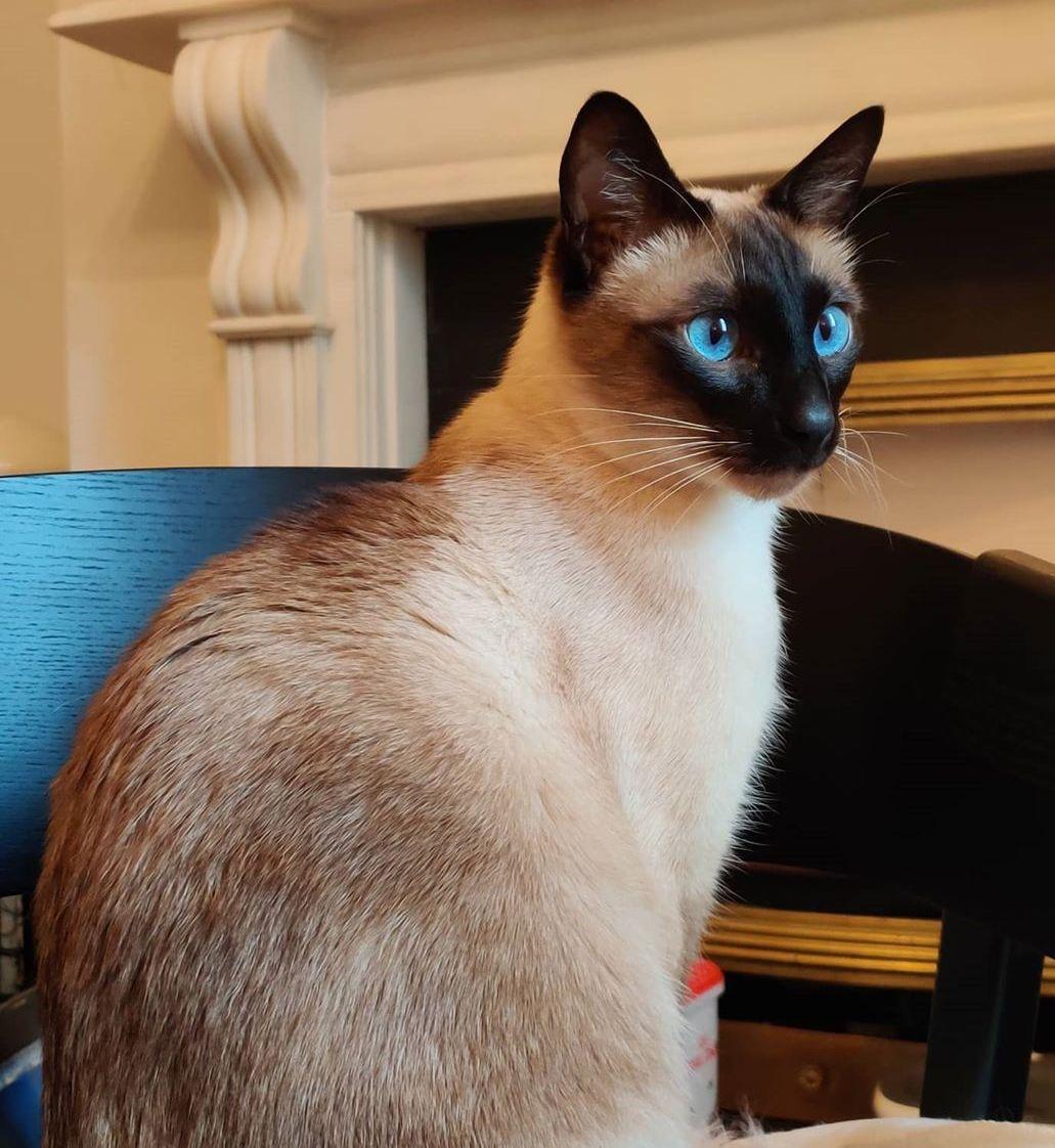 还不端上来(拍桌)ins@saltpeppersiamesetwins最近超火的双胞胎暹罗猫