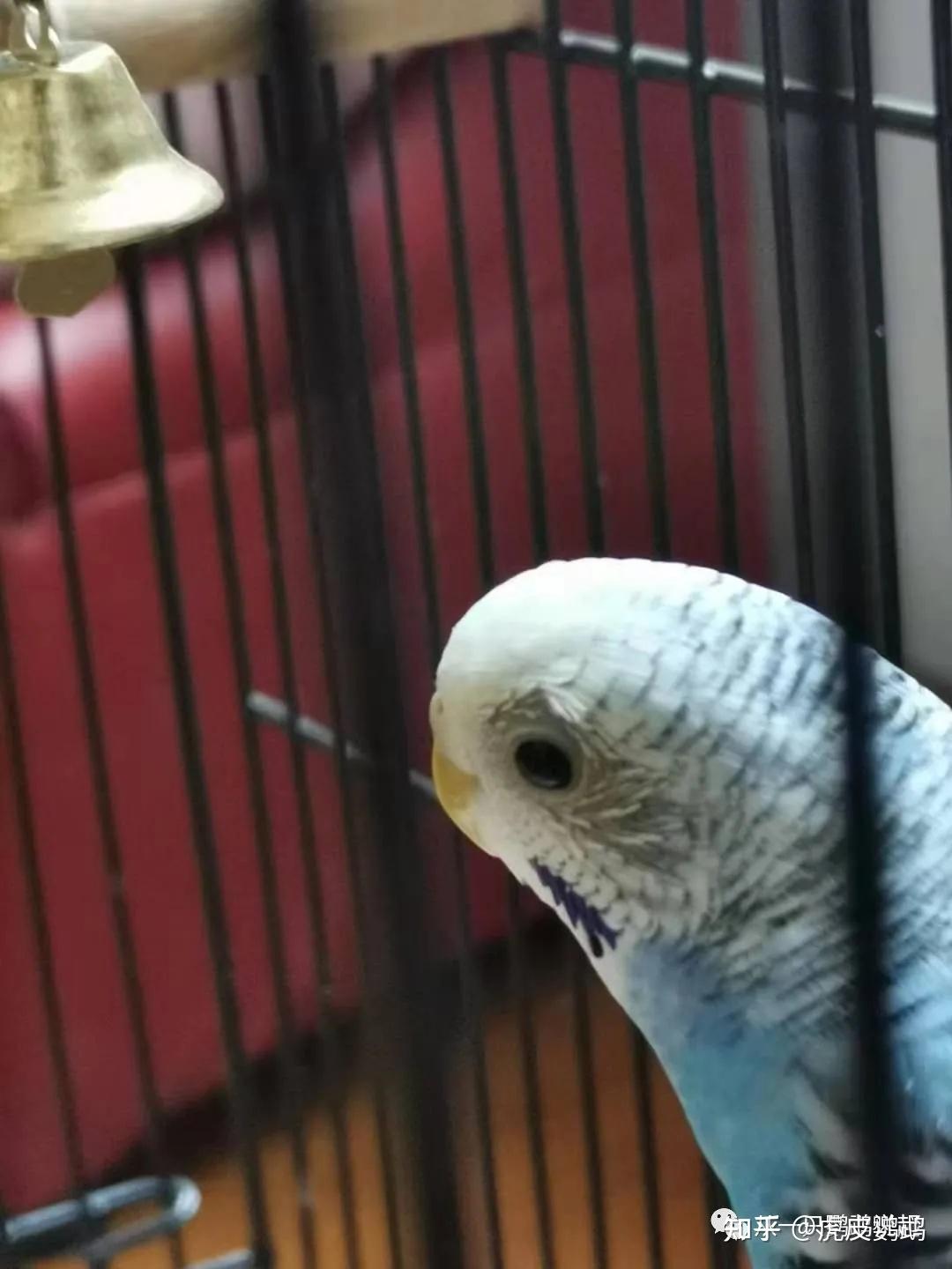 鹦鹉得了单眼伤风怎么治?