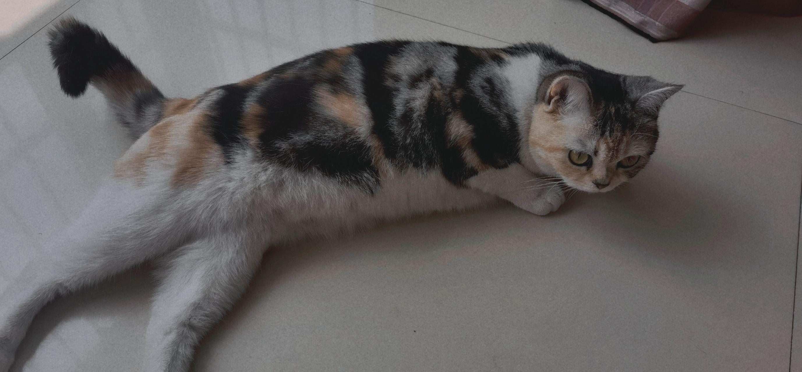 是否存在三花美短这种品种