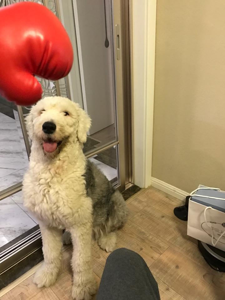 蓝色眼睛古牧眼睛看不到是瞎了吗而且好像也听不到买回来还不到一周