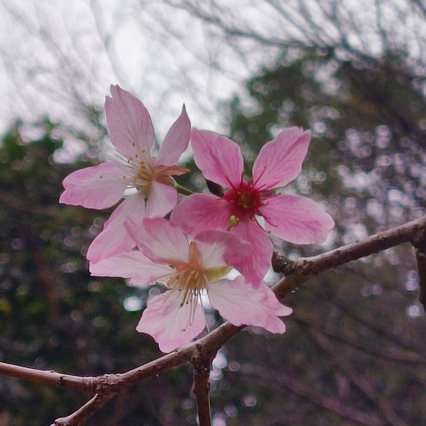 雾里看花