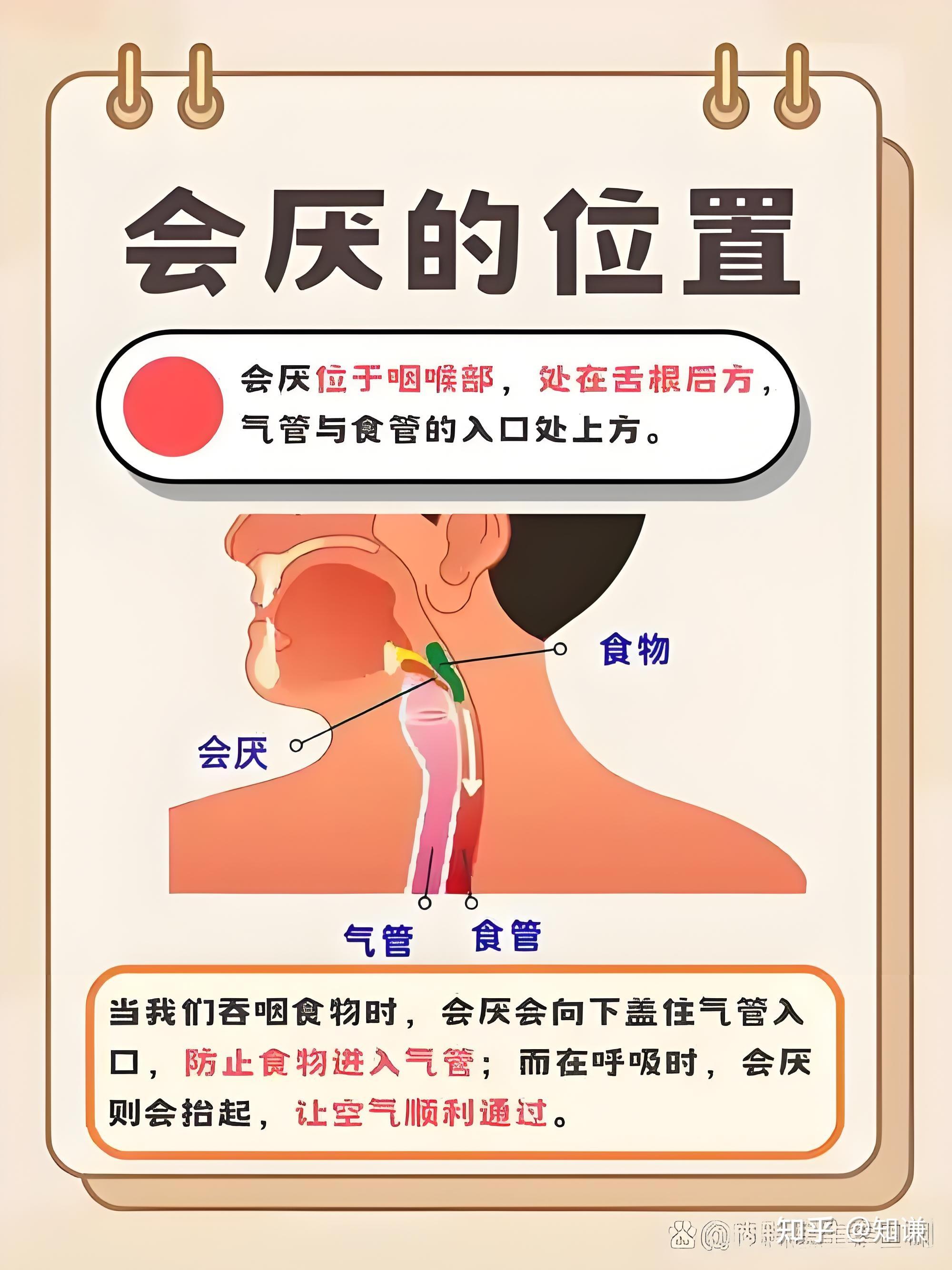 蜜蜂飞进喉咙并蜇了会厌,如何自救? - 知乎
