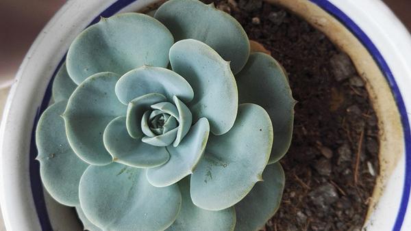 度夏浇水要浇透 几个浇水小窍门让多肉渡过安全舒适的夏天 知乎