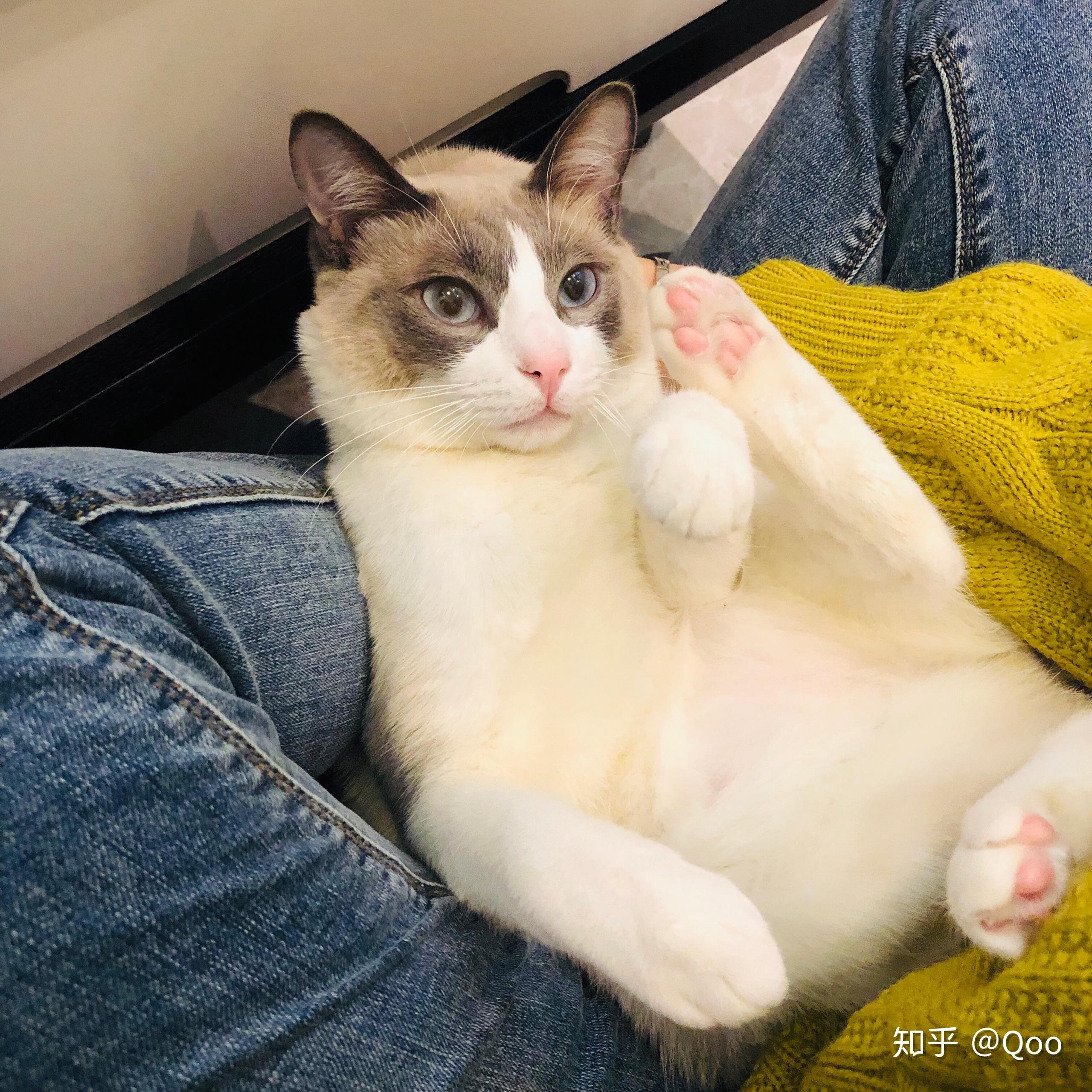 布偶猫和暹罗猫的串串什么样的