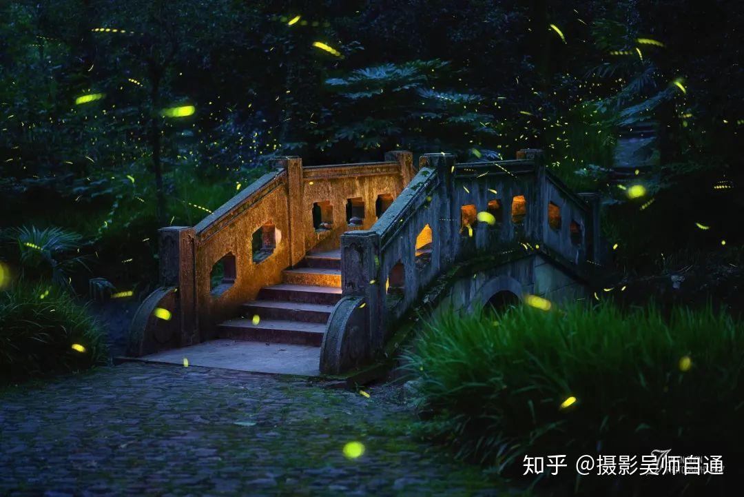 最美人间七月天漫布灵谷寺的萤火