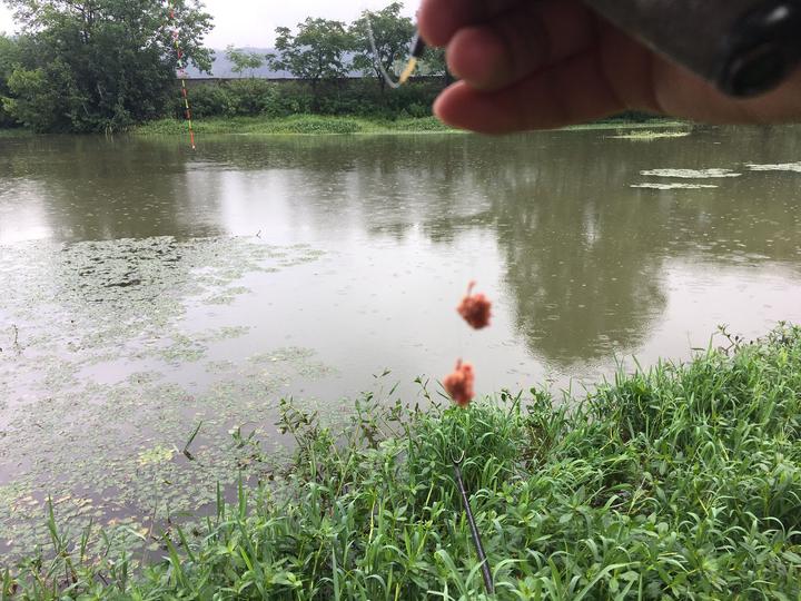 鲫鱼起浮了，你还在傻傻钓底吗？老钓友教你如何正确浮钓鲫鱼 - 知乎