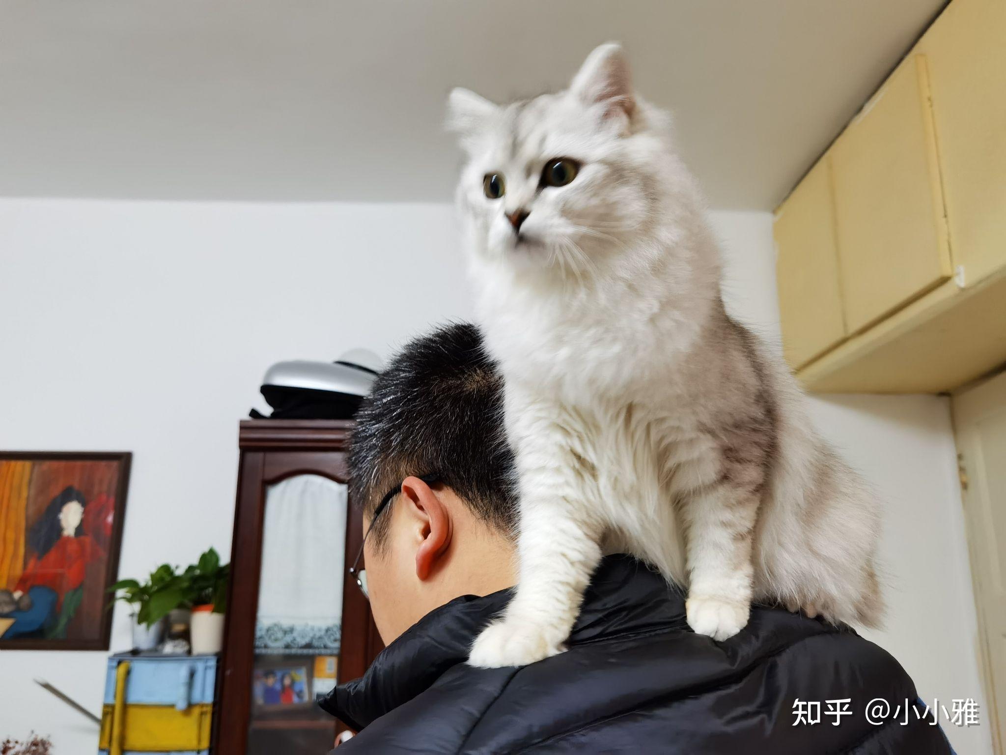 有木有布偶串银渐层的宝宝啊想康康长什么样