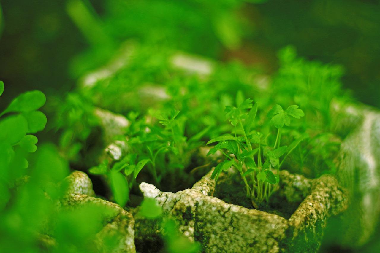 3. 土壤准备要点