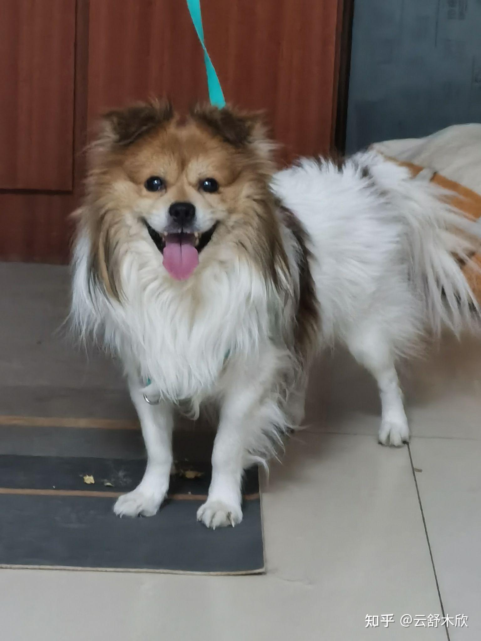 为什么所有狗里面土狗最丑但是最难死难道长得丑活得久