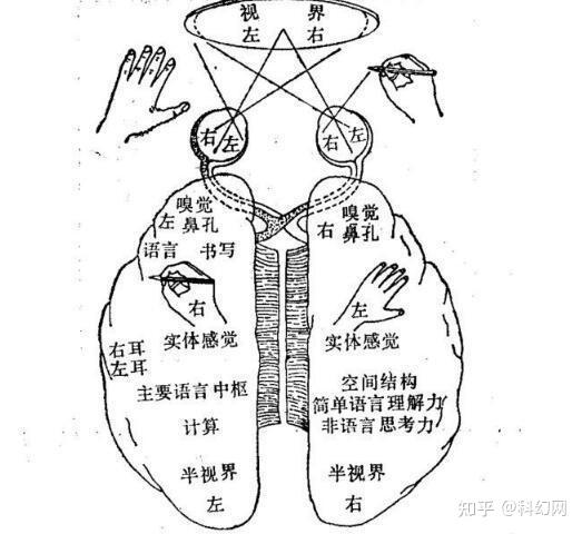 在大脑的左右半球,其中左脑运动中枢控制右手,右脑的运动中枢控制左手