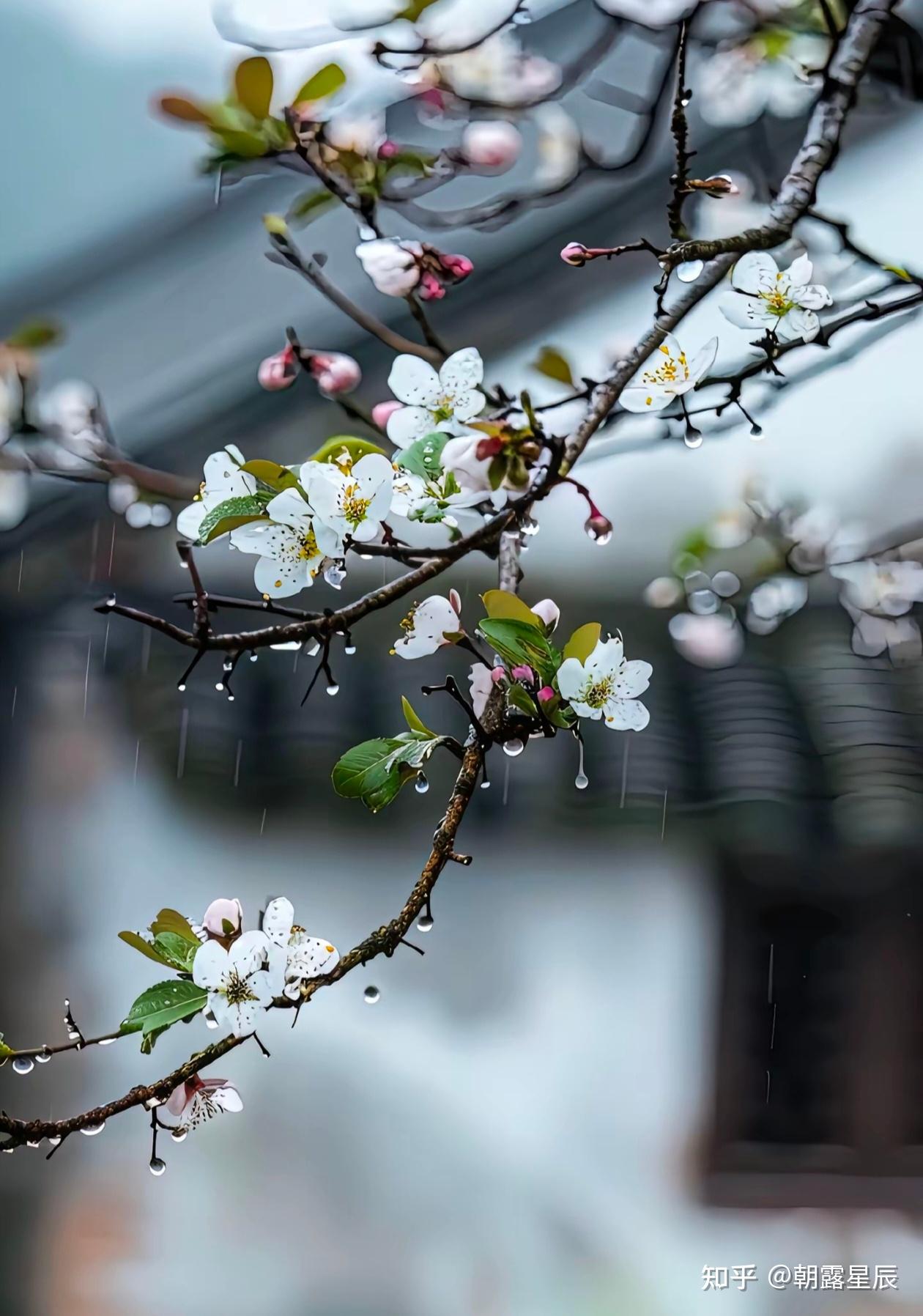 带"雨"字的诗句有哪些?